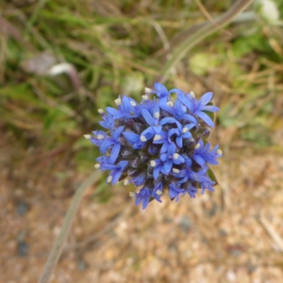 Brunonia australis (Blue Pincushion) at Bigga, NSW - 17 Oct 2015 by JanetRussell