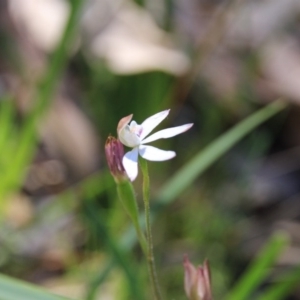 Caladenia moschata at Point 5078 - suppressed