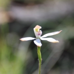 Caladenia moschata at Point 5078 - suppressed