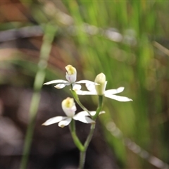 Caladenia moschata at Point 5078 - 29 Oct 2015