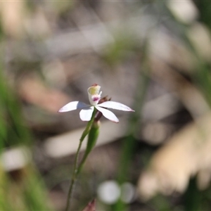 Caladenia moschata at Point 5078 - 29 Oct 2015