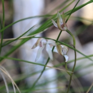 Caladenia moschata at Point 5078 - 29 Oct 2015