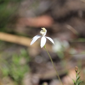 Caladenia moschata at Point 5078 - 29 Oct 2015