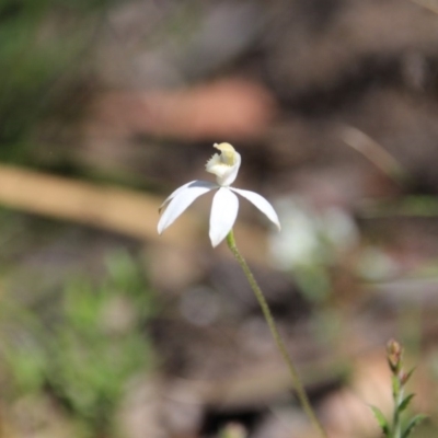 Caladenia moschata (Musky Caps) at Acton, ACT - 28 Oct 2015 by petersan