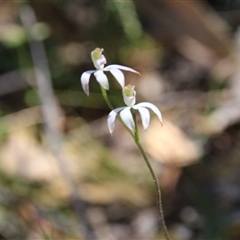 Caladenia moschata at Point 5078 - 29 Oct 2015