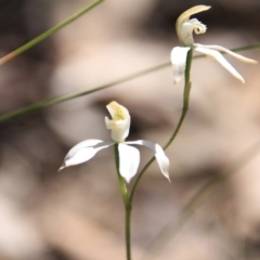 Caladenia moschata (Musky Caps) at Point 5154 - 29 Oct 2015 by petersan