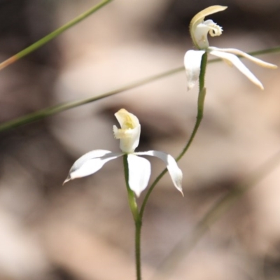 Caladenia moschata (Musky Caps) at Acton, ACT - 29 Oct 2015 by petersan