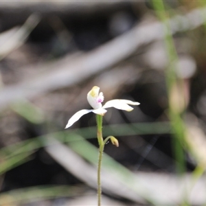 Caladenia moschata at Point 5154 - suppressed