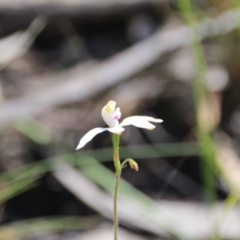 Caladenia moschata (Musky Caps) at Acton, ACT - 28 Oct 2015 by petersan