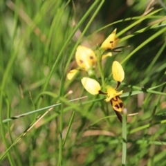 Diuris sulphurea (Tiger Orchid) at Black Mountain - 28 Oct 2015 by petersan