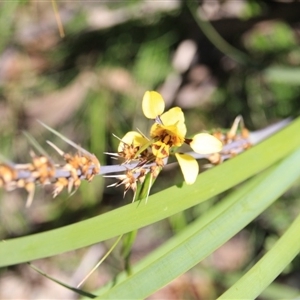 Diuris sulphurea at Point 5154 - 29 Oct 2015