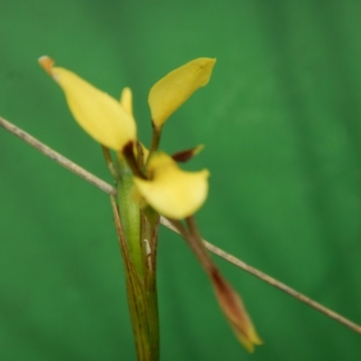 Diuris sulphurea (Tiger Orchid) at Black Mountain - 30 Oct 2015 by MichaelMulvaney