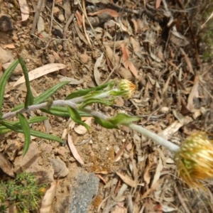 Coronidium oxylepis subsp. lanatum at Acton, ACT - 30 Oct 2015