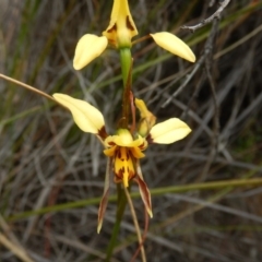 Diuris sulphurea (Tiger Orchid) at Black Mountain - 30 Oct 2015 by MichaelMulvaney