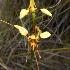 Diuris sulphurea at Acton, ACT - suppressed