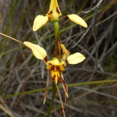 Diuris sulphurea (Tiger Orchid) at Black Mountain - 30 Oct 2015 by MichaelMulvaney