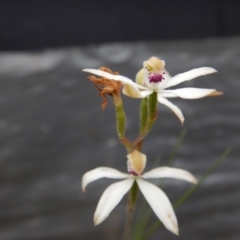 Caladenia cucullata (Lemon Caps) at Point 5807 - 30 Oct 2015 by MichaelMulvaney