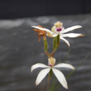 Caladenia cucullata at Undefined Area - suppressed