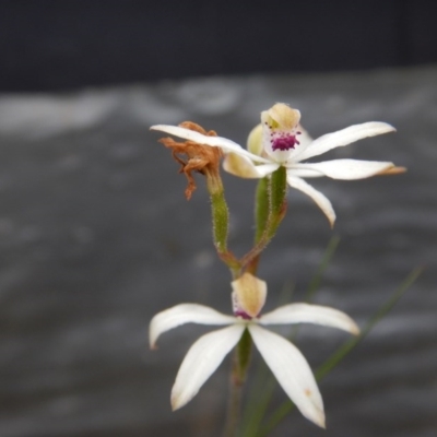 Caladenia cucullata (Lemon Caps) at Point 5807 - 30 Oct 2015 by MichaelMulvaney