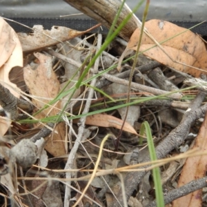 Caladenia cucullata at Undefined Area - suppressed