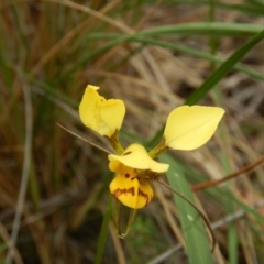 Diuris sulphurea (Tiger Orchid) at Point 5833 - 30 Oct 2015 by MichaelMulvaney