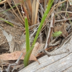 Diuris sulphurea at Point 5833 - 30 Oct 2015