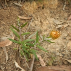 Coronidium oxylepis subsp. lanatum (Woolly Pointed Everlasting) at Point 5833 - 30 Oct 2015 by MichaelMulvaney