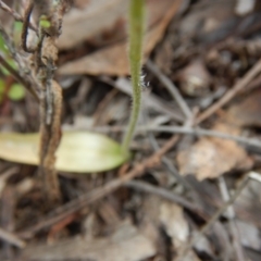 Glossodia major (Wax Lip Orchid) at Black Mountain - 30 Oct 2015 by MichaelMulvaney