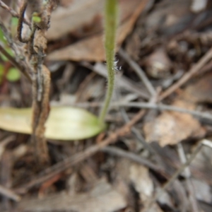 Glossodia major at Point 5807 - 30 Oct 2015