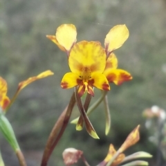 Diuris semilunulata (Late Leopard Orchid) at Mount Jerrabomberra - 31 Oct 2015 by MattM
