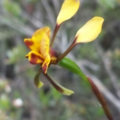 Diuris semilunulata at Jerrabomberra, NSW - 31 Oct 2015