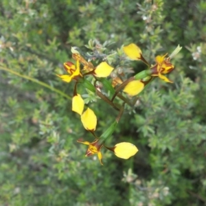 Diuris semilunulata at Jerrabomberra, NSW - 31 Oct 2015