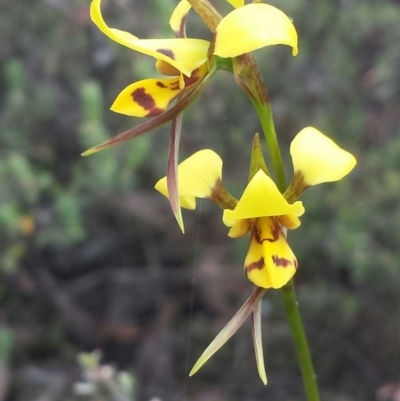 Diuris sulphurea (Tiger Orchid) at Jerrabomberra, NSW - 31 Oct 2015 by MattM