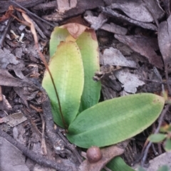 Chiloglottis trapeziformis (Diamond Ant Orchid) at Mount Jerrabomberra - 31 Oct 2015 by MattM