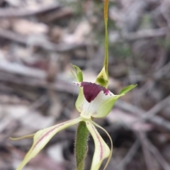 Caladenia atrovespa (Green-comb Spider Orchid) at Mount Jerrabomberra QP - 31 Oct 2015 by MattM