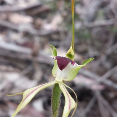 Caladenia atrovespa (Green-comb Spider Orchid) at Mount Jerrabomberra - 31 Oct 2015 by MattM