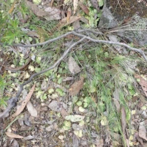 Corysanthes sp. at suppressed - suppressed