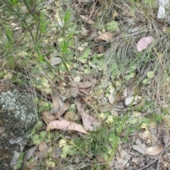 Corysanthes sp. at suppressed - suppressed