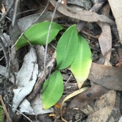 Chiloglottis trapeziformis (Diamond Ant Orchid) at Mount Jerrabomberra - 31 Oct 2015 by MattM