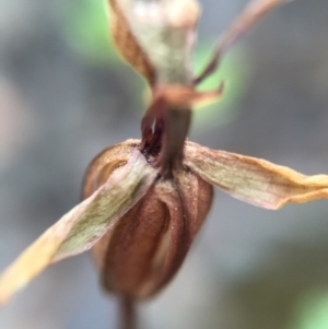 Chiloglottis trapeziformis at Jerrabomberra, NSW - 31 Oct 2015