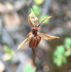 Chiloglottis trapeziformis at Jerrabomberra, NSW - 31 Oct 2015