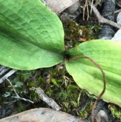 Chiloglottis trapeziformis at Jerrabomberra, NSW - 31 Oct 2015