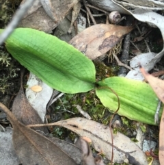 Chiloglottis trapeziformis at Jerrabomberra, NSW - 31 Oct 2015