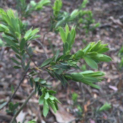 Styphelia triflora (Five-corners) at Mount Jerrabomberra - 31 Oct 2015 by AaronClausen