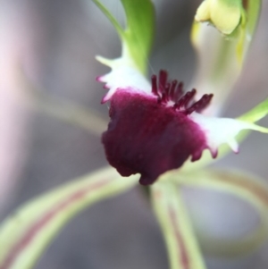 Caladenia atrovespa at Jerrabomberra, NSW - 31 Oct 2015