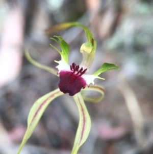 Caladenia atrovespa at Jerrabomberra, NSW - 31 Oct 2015