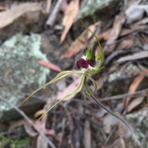 Caladenia atrovespa at Jerrabomberra, NSW - 31 Oct 2015