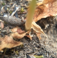 Oligochaetochilus aciculiformis (Needle-point rustyhood) at Mount Jerrabomberra - 31 Oct 2015 by AaronClausen
