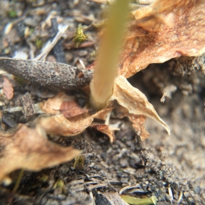 Oligochaetochilus aciculiformis (Needle-point rustyhood) at Mount Jerrabomberra QP - 31 Oct 2015 by AaronClausen