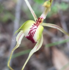 Caladenia atrovespa (Green-comb Spider Orchid) at Mount Jerrabomberra - 31 Oct 2015 by MattM